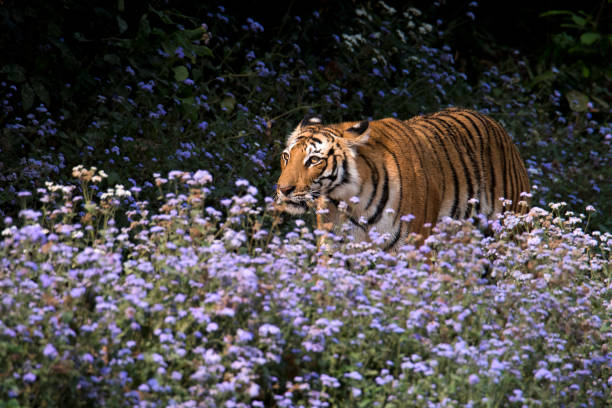 Corbett National Park in Uttarakhand